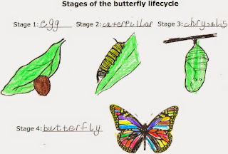 butterfly