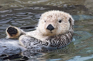 The Otter Side of Cute and Cuddly - Bio227-6