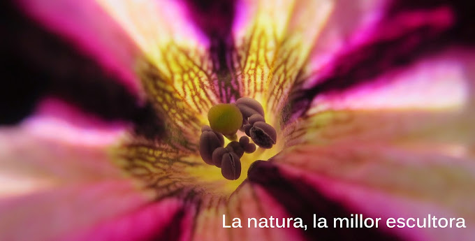 La natura, la millor escultora