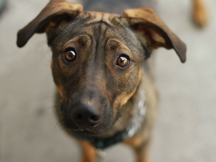 German Shepherd Bulldog Mix German Shepherd Bulldog Mix