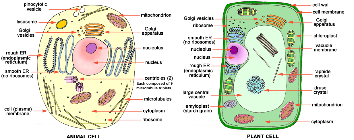 Berikut ini bagian dari sel yang dimiliki oleh hewan maupun tumbuhan adalah