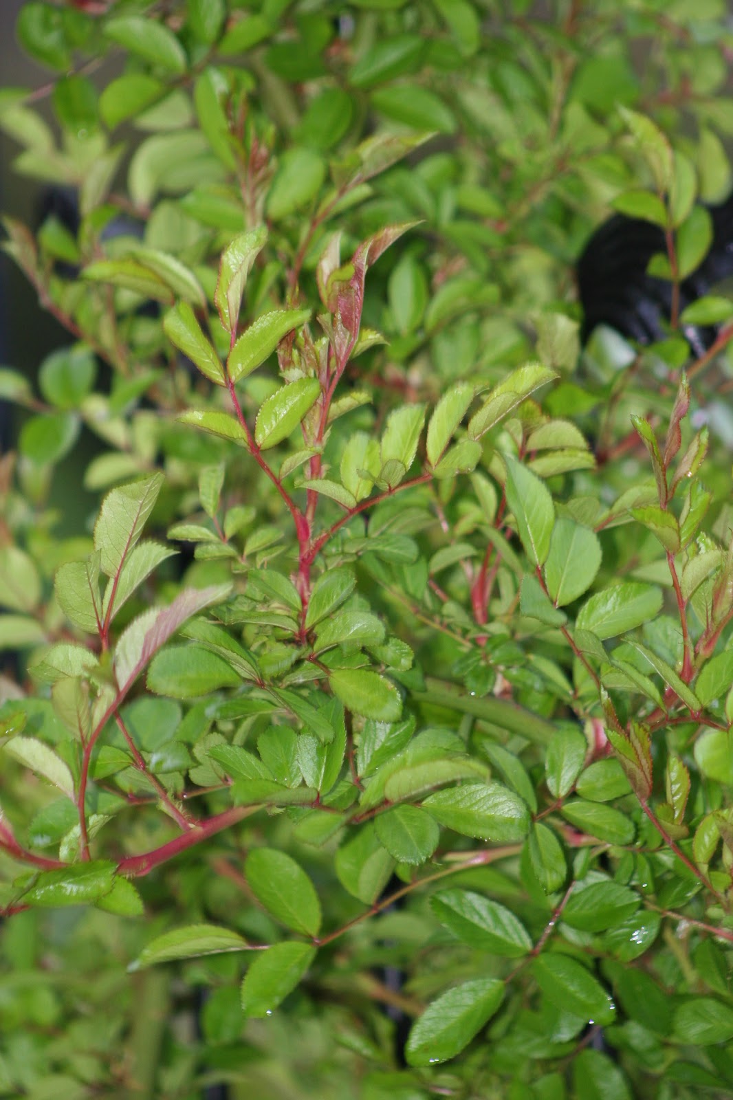 Our Garden Journal The Peggy Martin Rose Journal