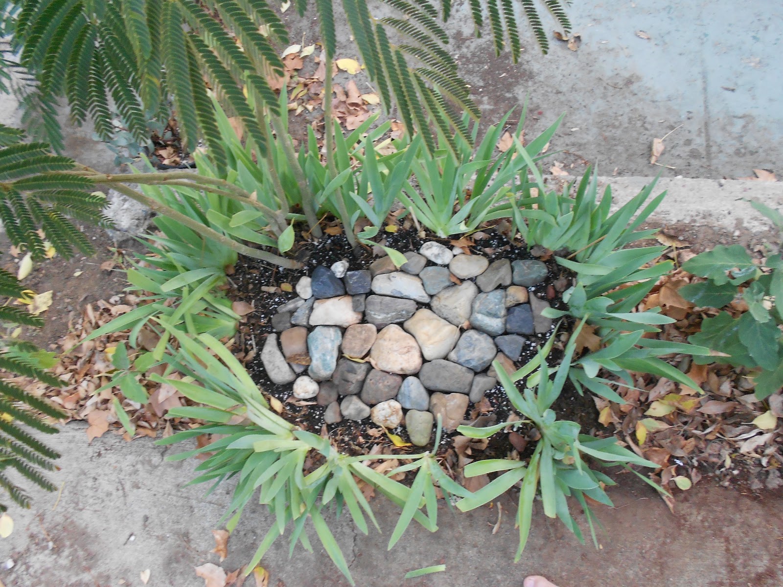 A Grower's Lessons Transplanting Iris Bulbs