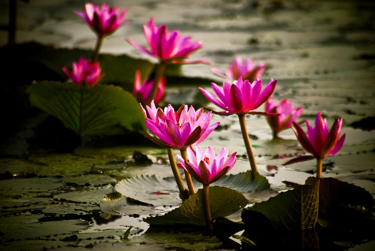 DISCOVER YOURSELF: BEAUTIFUL BANGLADESH PICTURE PART 2