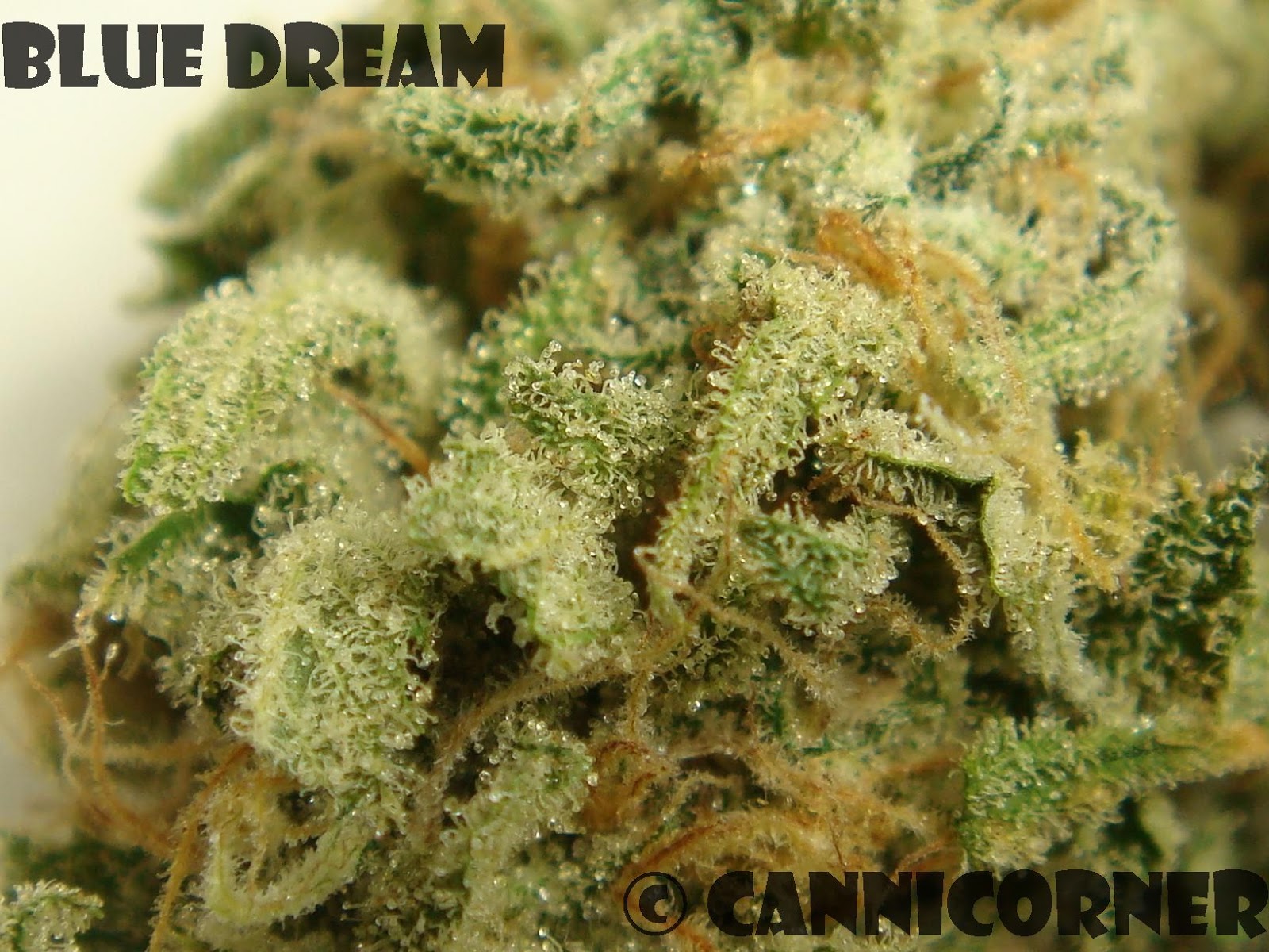 CanniCorner Blue Dream (Blueberry x Haze)