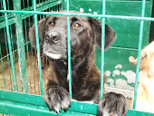 cães para adopção