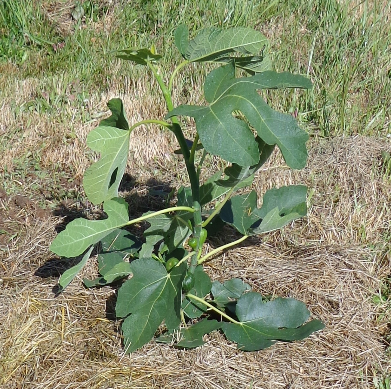 Growing Greener in the Pacific Northwest Carini Fig
