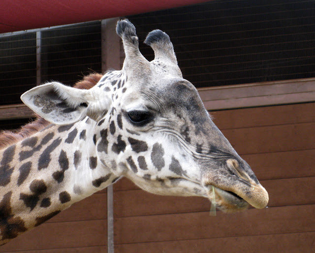 Murrieta365 giraffes at San Diego Zoo