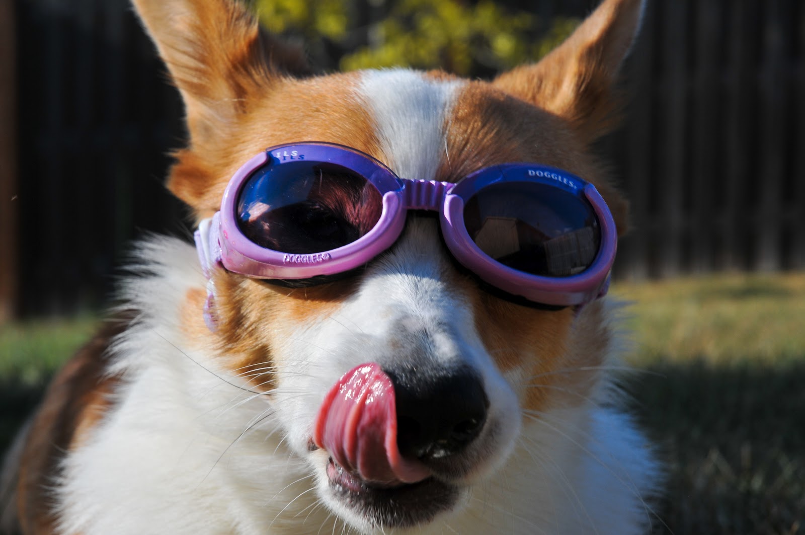 A Tail of Jozi the and The Pussycats Doogles Get Your