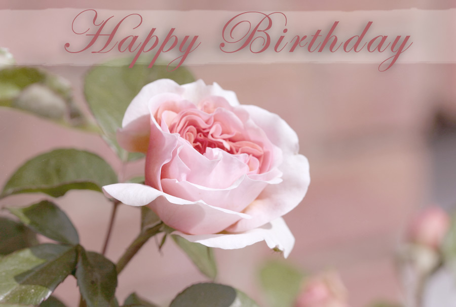 Tonchratte Keramikkuche Die Zweite