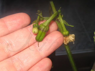 Pseudo-pimiento Pseudo-pimiento