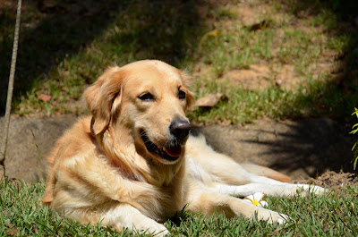 dog sitting in the sun