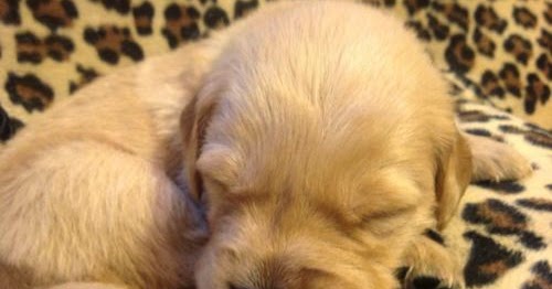 Puppies Rochester Ny Free Golden Retriever Puppies Greece Rochester Ny