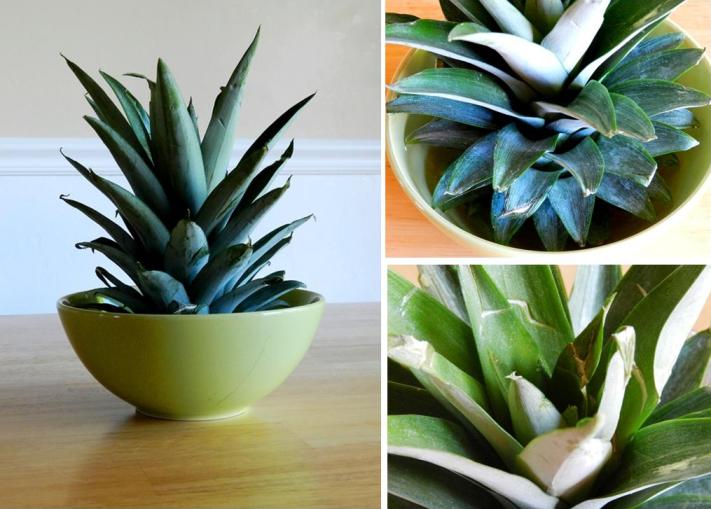 Grow Creative Blog What to do with a Pineapple Top