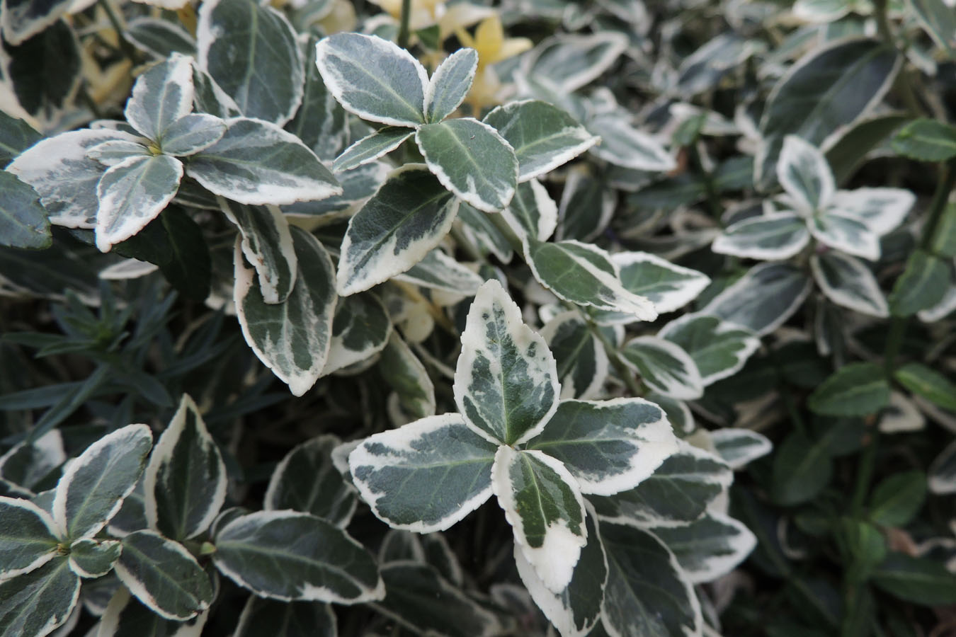 Bonney Lassie First Things