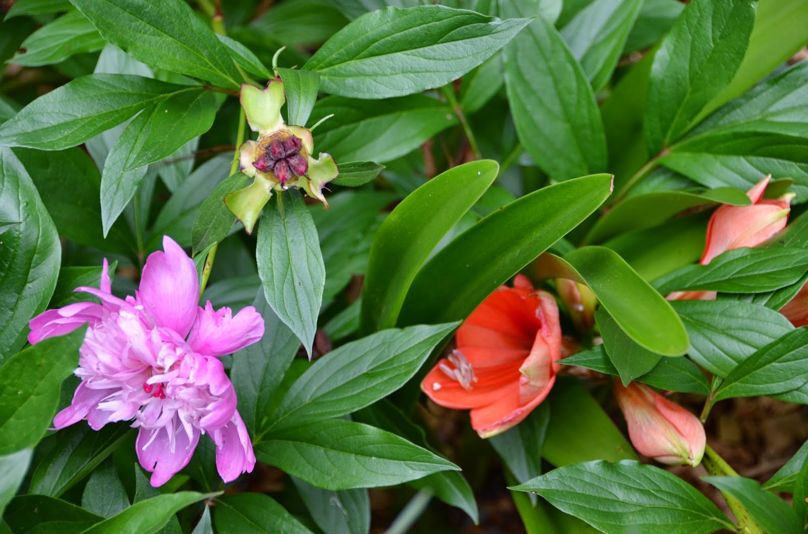 Southern Peony 2015 Peony Companion Plants Amaryllis