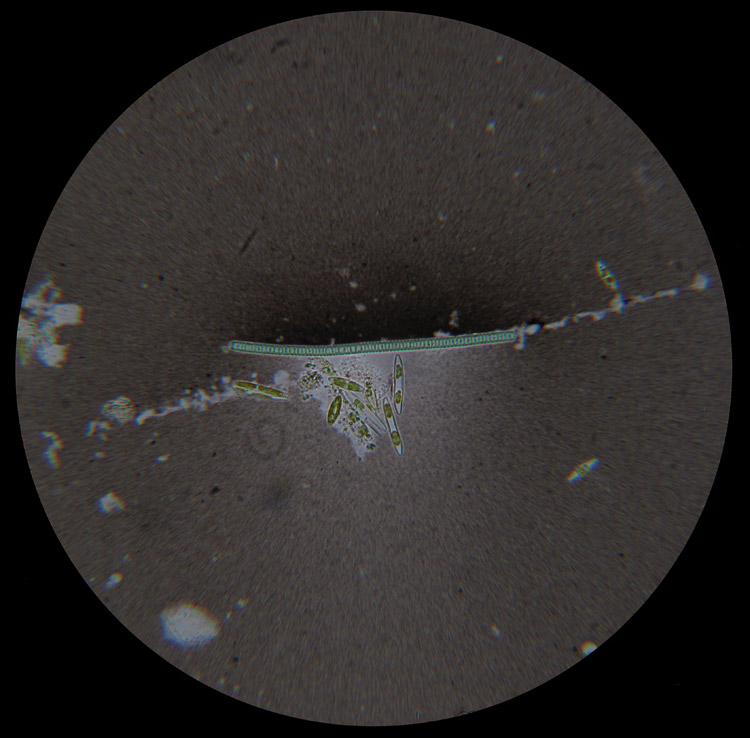 Motile Diatoms