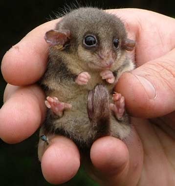 Cute Kawaii Animal: Cute Possum