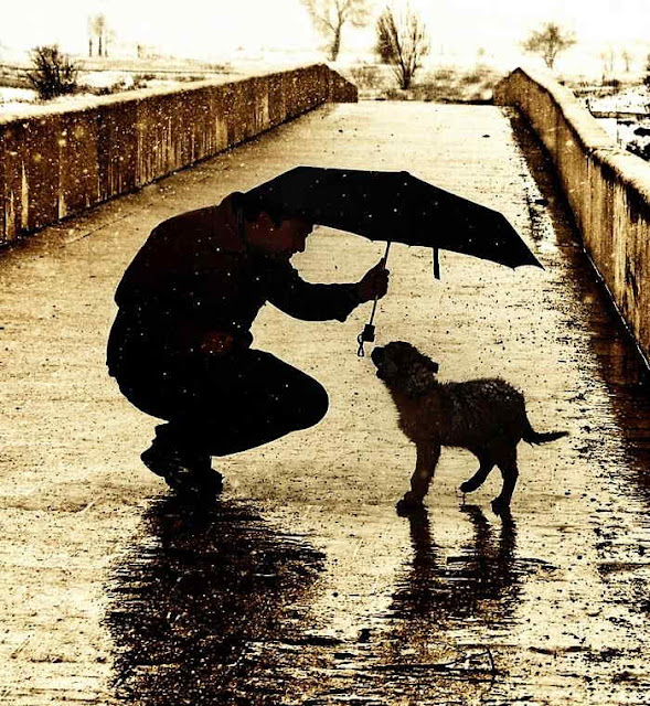 loyal-friend-ANIMALS+BEAUTIFUL+ANIMALS+BEAUTIFUL+CATS+BEAUTIFUL+DOGS+FRIENDS+LOYAL+PETS+PHOTOS+suresh+koyal+picsvan.blogspot.com+(4).jpg
