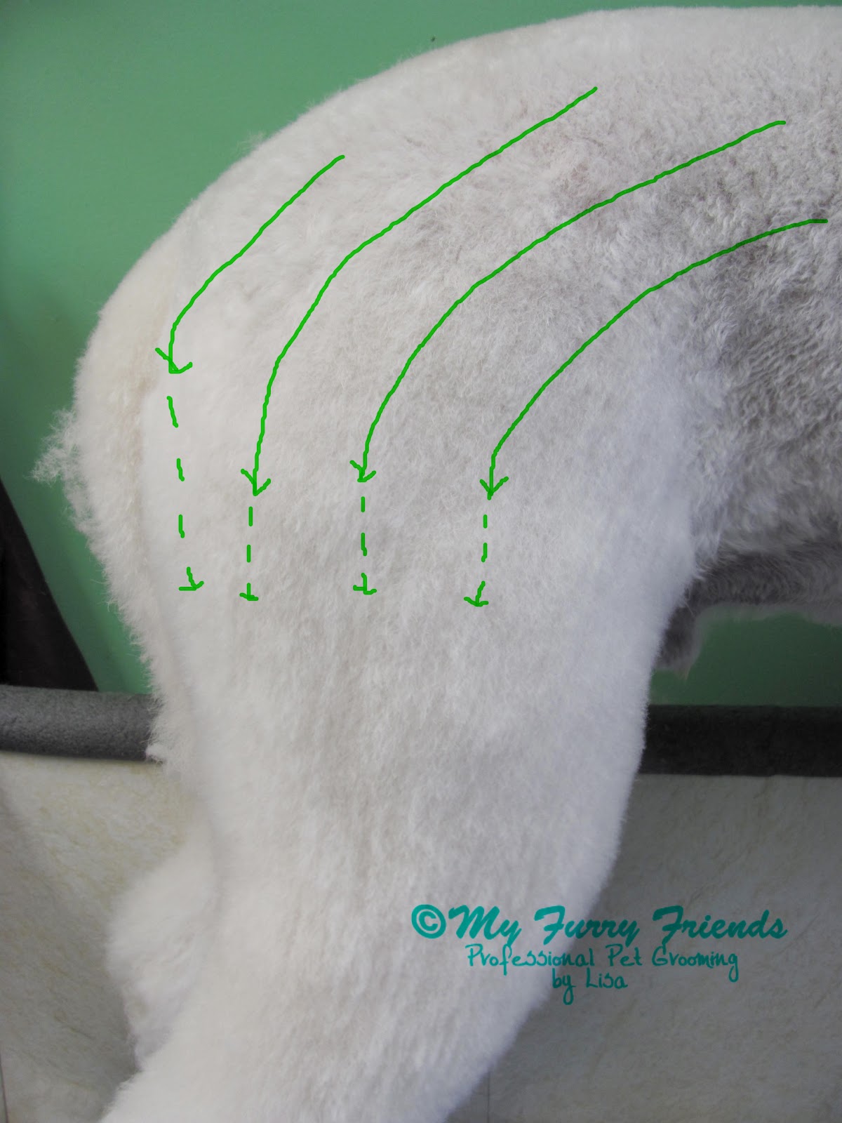 Pet Grooming The Good, The Bad, & The Furry Lamb Cut