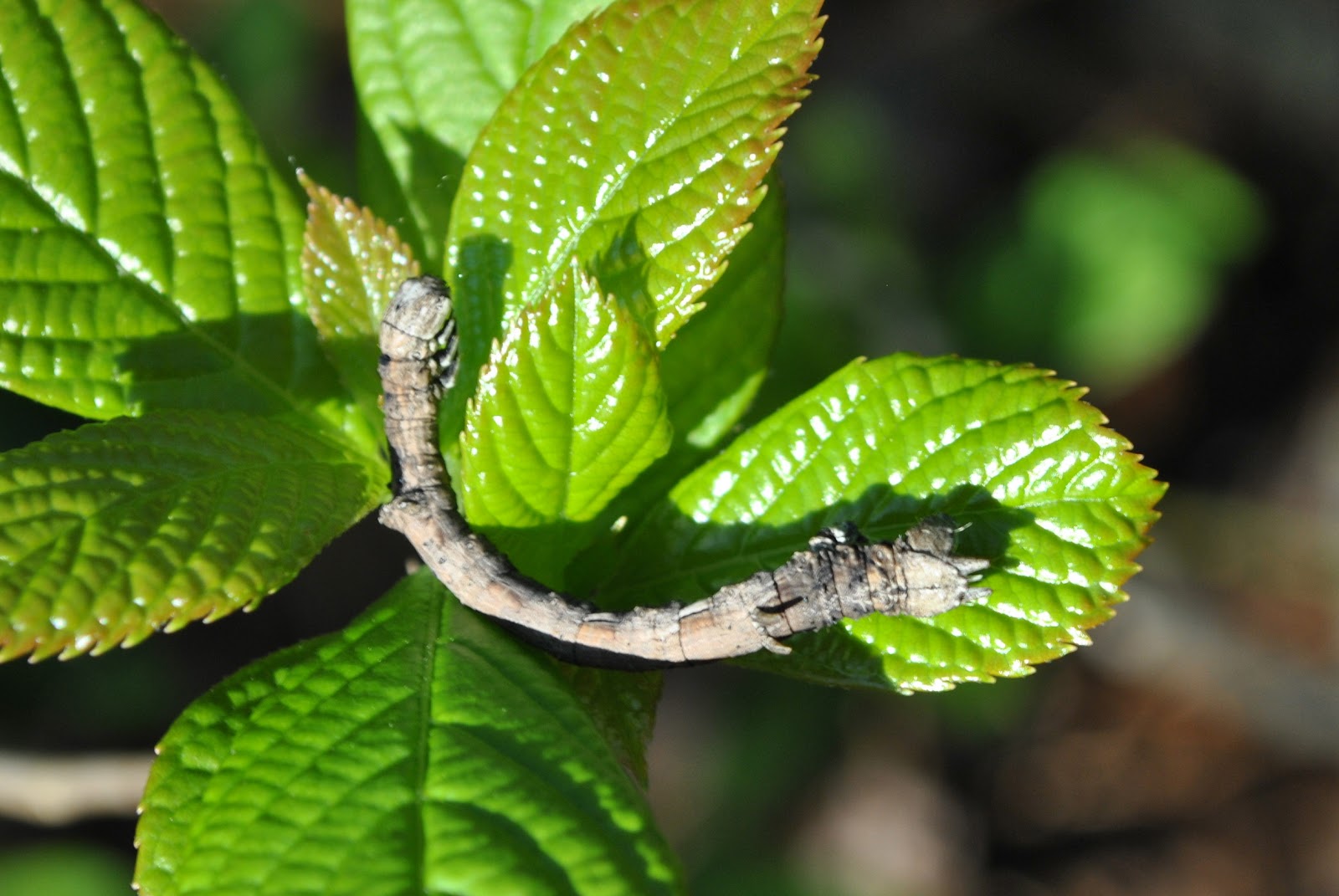 Urban Wildlife Guide TwigMimic Caterpillar