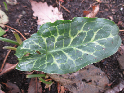 Future Plants By Randy Stewart Buckthorn