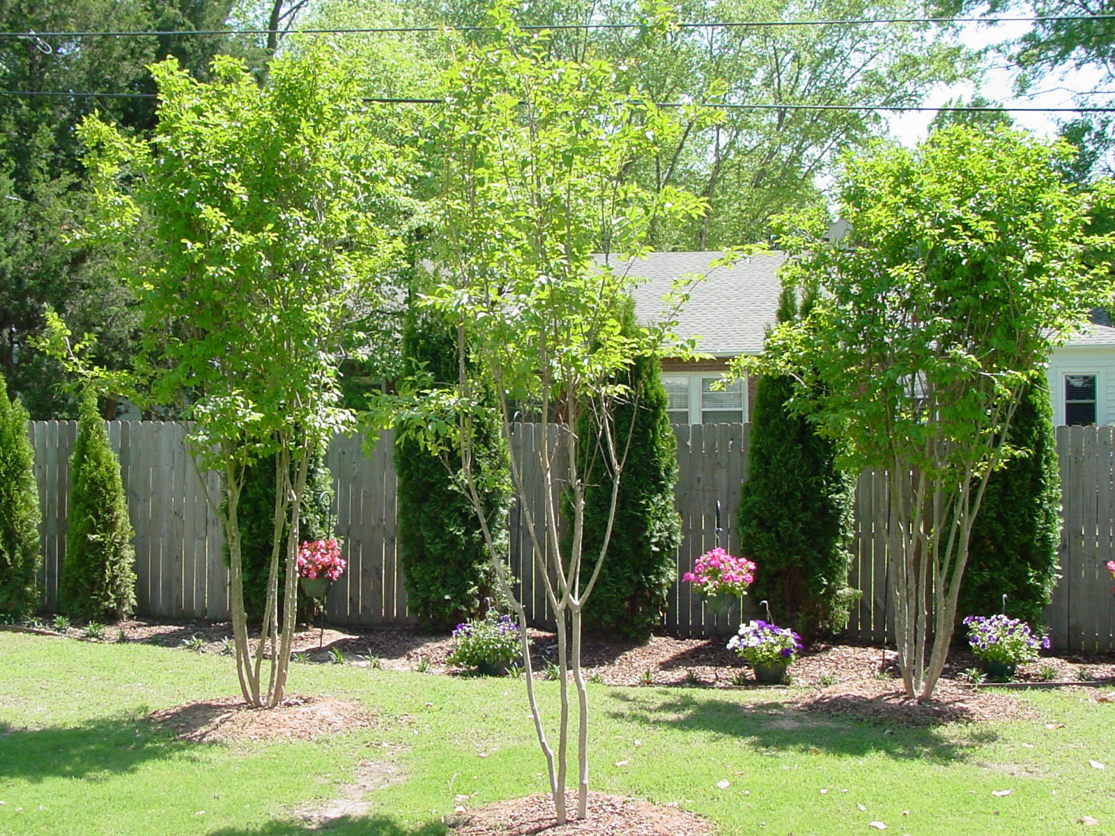 Tulsa Landscapers Screening with plants...Tulsa