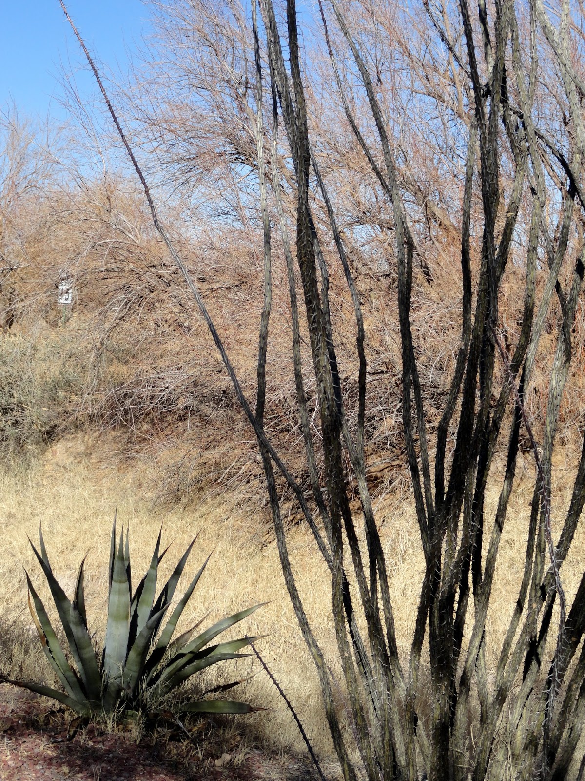 danger garden A few driveby’s in T or C, New Mexico...