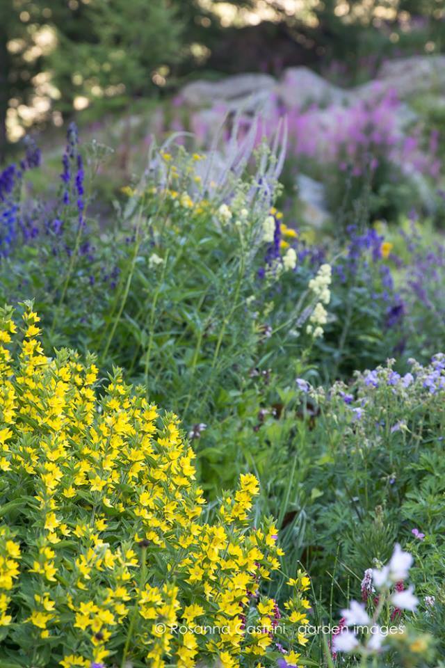 Grand Chamen. Jardín alpino de Giuseppina Marguerettaz en Aosta, Italia (Rosanna Castrini)