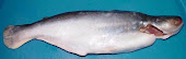Whole Gutted Basa -head on-gills on-tail off-fin off