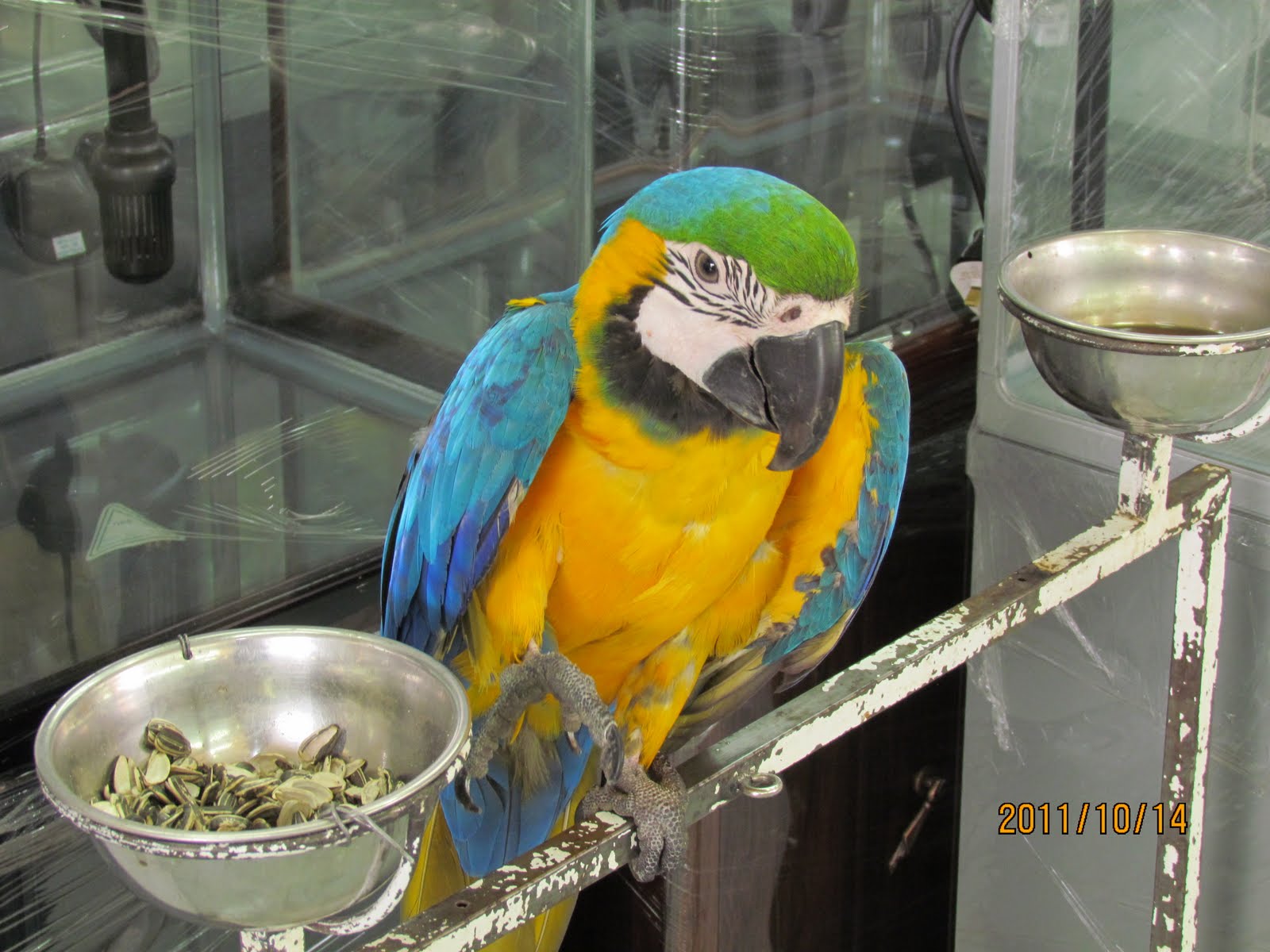 Life in Kuwait Blog Animal Market next to Friday Market