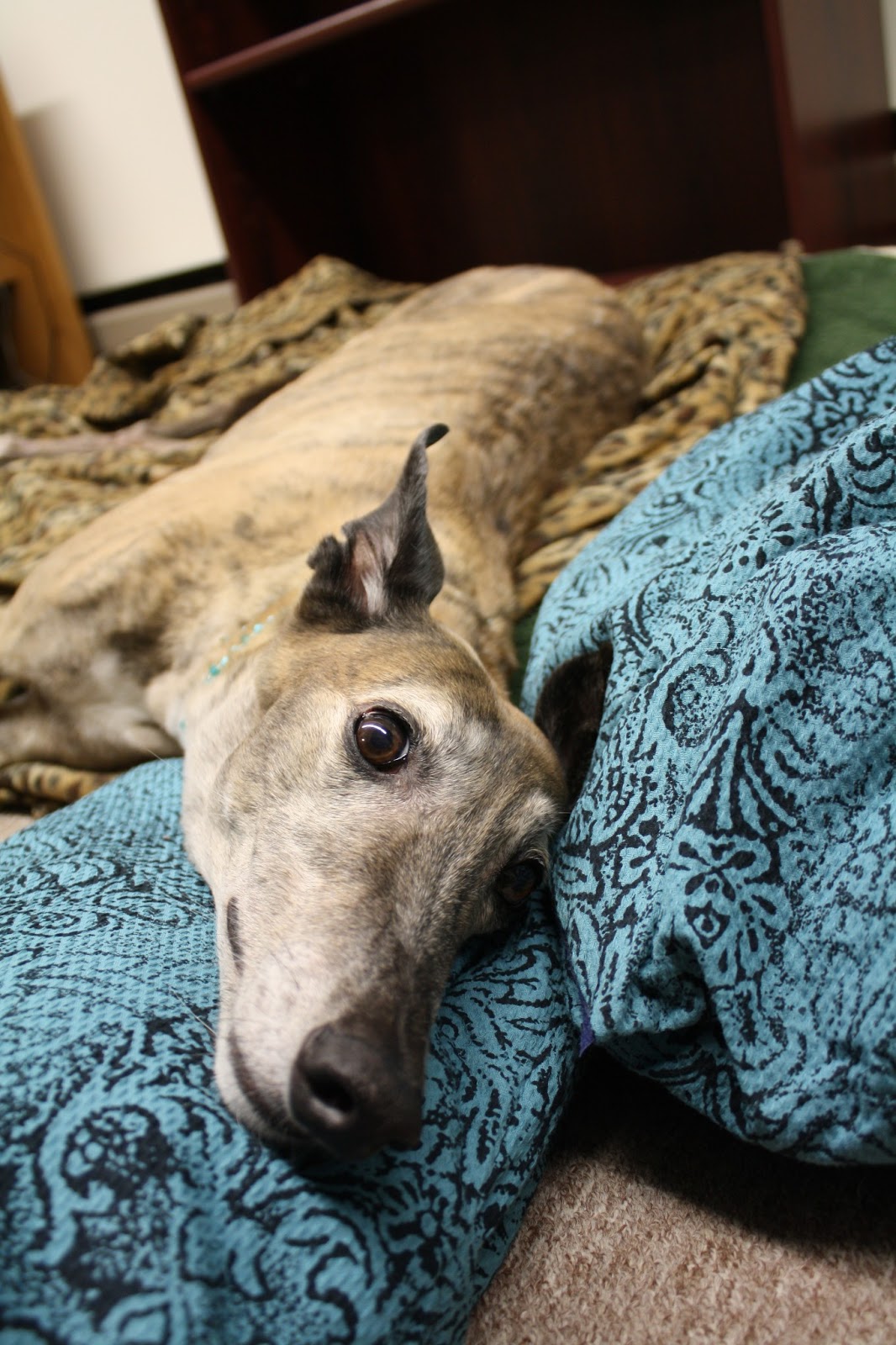 Saving Greys, by GREY2K USA Worldwide Are There Zombie Greyhounds at