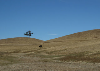 One tree, one head of cattle, golden hills