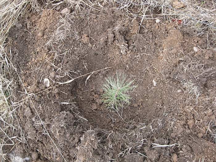 Life among the Tall Pines Transplanting pine trees