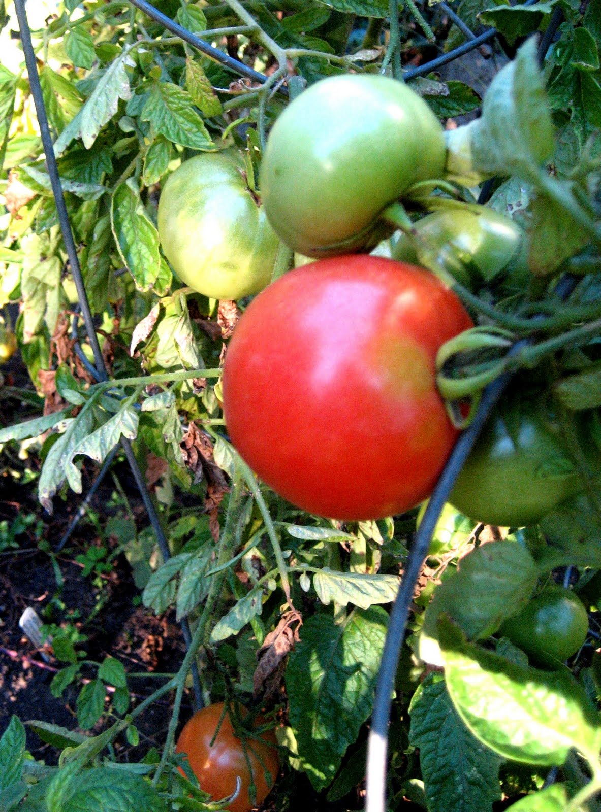 THE SAFE FOOD HANDBOOK WHY ARE GRAPE TOMATOES CONTAMINATED?