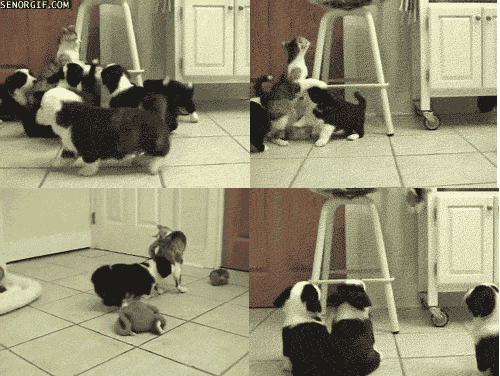 View Funny Cats Fighting Gif Pics