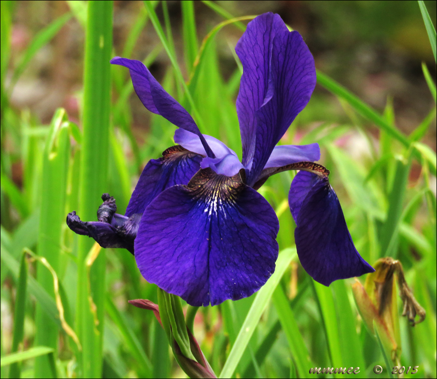 My Garden Siberian Iris and Dutch Iris