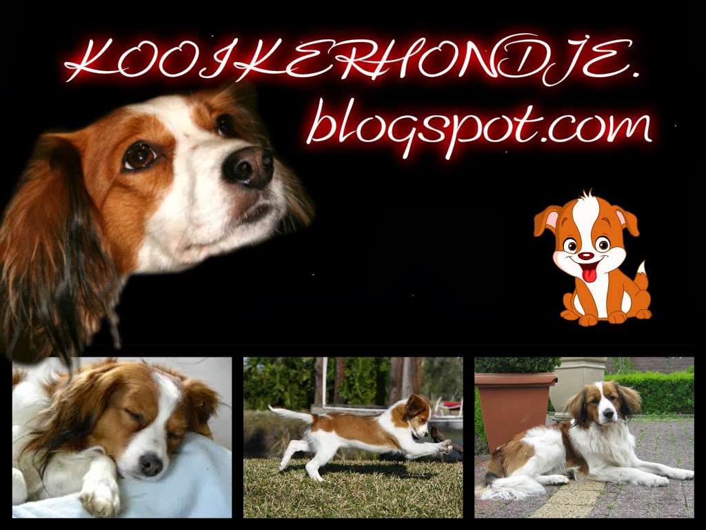 ♥ KOOIKERHONDJE ♥