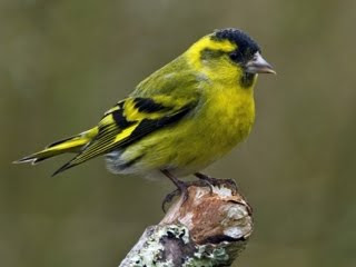 Siskin