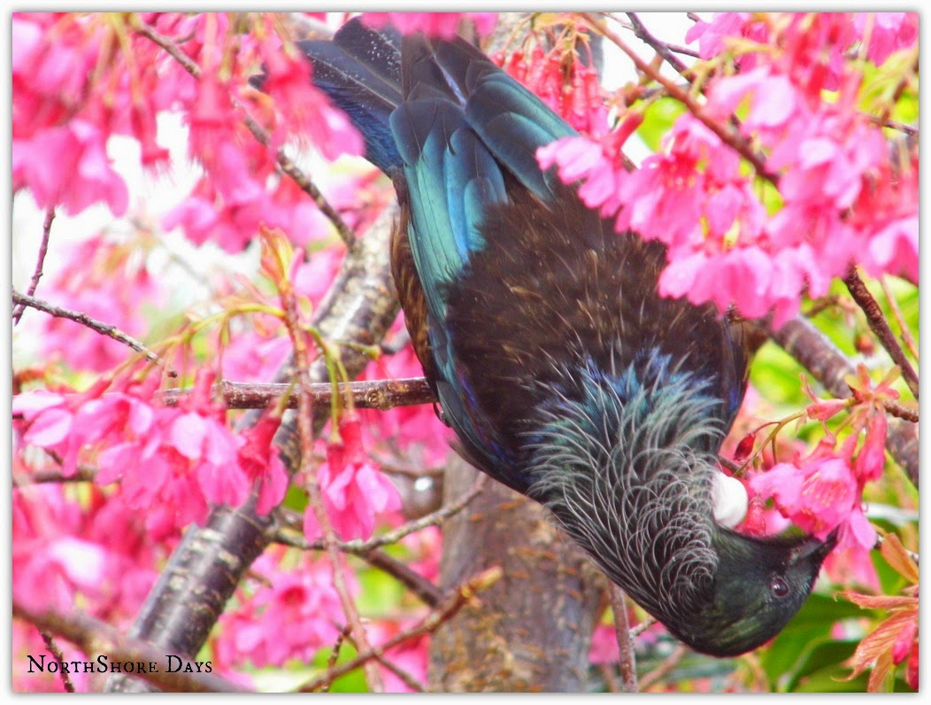 NorthShore Days..... The New Zealand Tui Bird