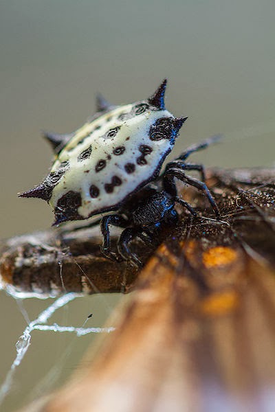 Close up of a star spider eating a butterfly Image of a star spider eating a butterfly
