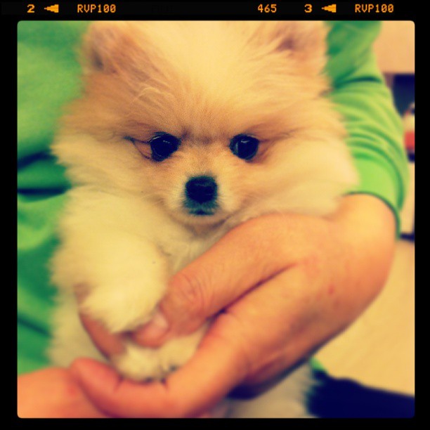 Girls’ Generation’s Yuri and more of her cutie Hani! | PINKS LAND