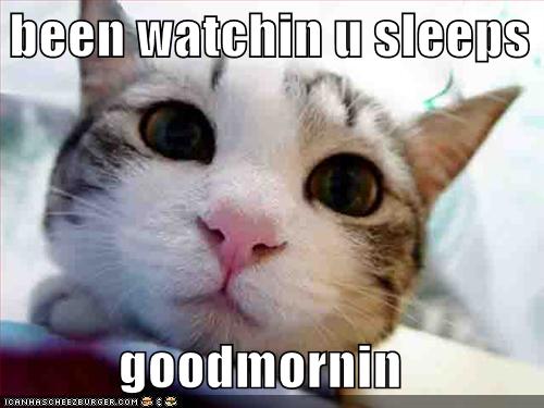 Funny Good Morning Cat Funny Good Morning Cat