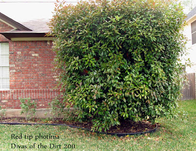 Divasofthedirt,redtip blob shrub