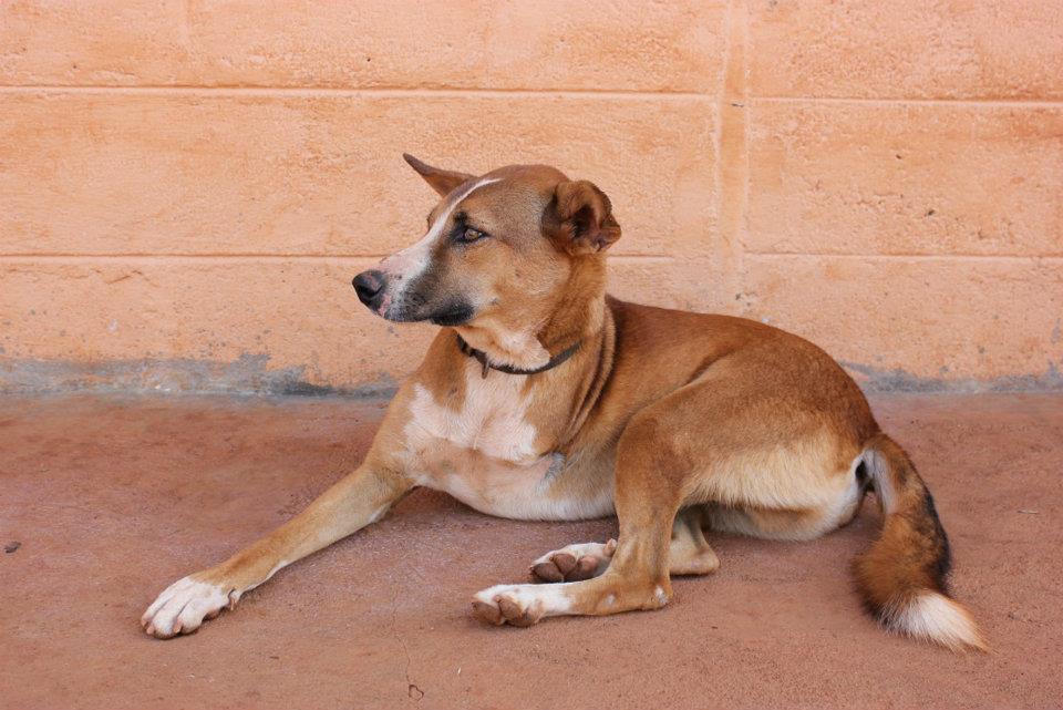 Dog Adoption In Mysore Dog Adoption In Mysore