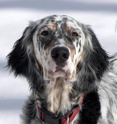 Best Dog Food For English Setters Best Dog Food For English Setters
