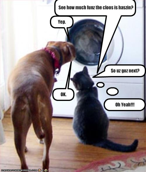 Quotations About Dogs And Cats Quotations About Dogs And Cats
