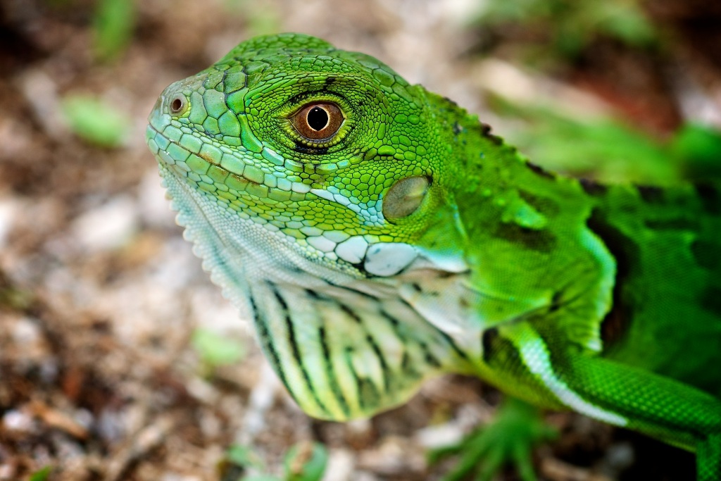 Animal Unique Green Iguana