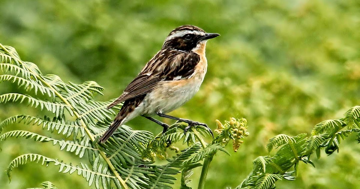 Pembrokeshire Birds Whinchat, Brynberian Moor