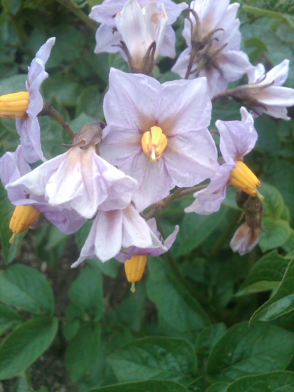 Potato Plant Fl...